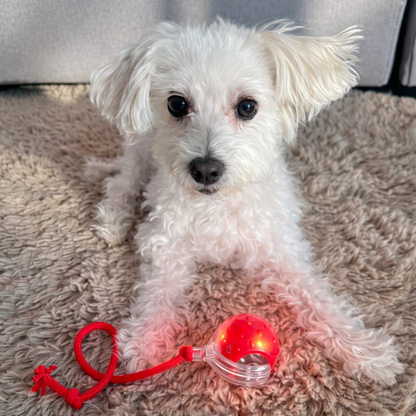 InstinctBall™ - Balle Interactive